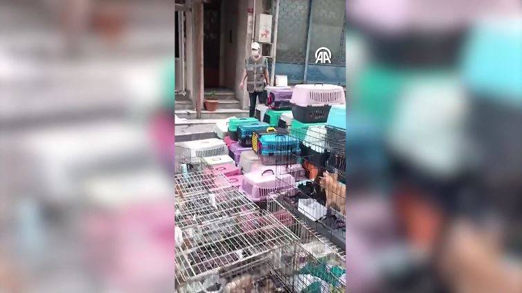Dükkanda 85 kediyi alıkoydu rekor ceza yedi 11